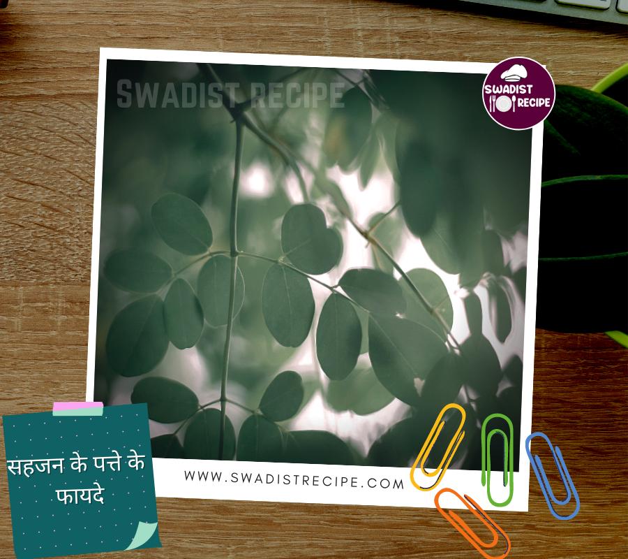 मोरिंगा/ सहजन के पत्ते के फायदे | Sahajan Ke Patte Ke Fayde In Hindi 7 Sahajan Ke Patte Ke Fayde